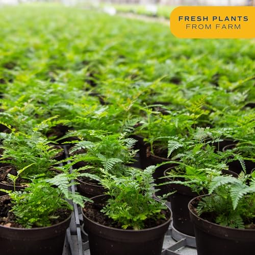 Costa Farms Kimberly Queen Fern, Live Indoor Plant, Houseplant Potted in Premium Décor Plant Pot, Potted in Potting Soil, Beautiful Room Decor, Birthday, Housewarming Gift Costa Farms Kimberly Queen Fern, Live Indoor Plant, Houseplant Potted in Premium Décor Plant Pot, Potted in Potting Soil, Beautiful Room Decor, Birthday, Housewarming Gift