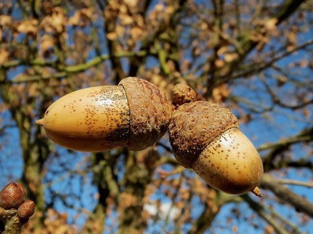semi di Alberi e bonsai 5 semi di quercia peduncolata (Quercus robur)\