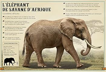 Hardcover Le Livre extraordinaire des animaux [French] Book