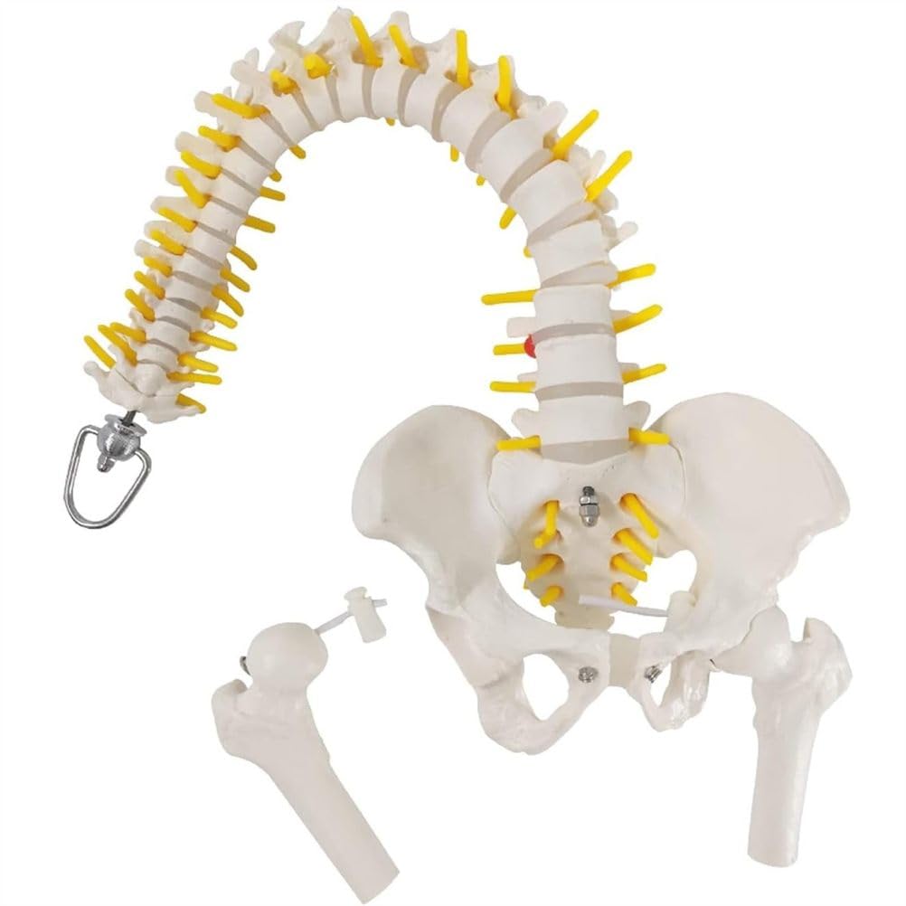 Modello Completo della Colonna vertebrale Umana da 45 cm, Colonna vertebrale con Bacino, Sacro, Teste del femore e Rami nervosi, Strumento educativo per l'insegnamento dell'anatomia con Supporto