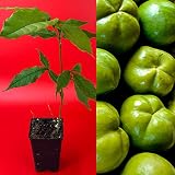 Fruit Plant - White Sapote Casimiroa Edulis Zapote Blanco Seedling Plant Tropical Fruit Tree