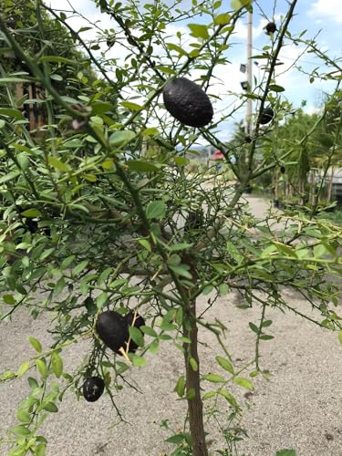 Pianta di finger lime o caviale di limone (Citrus australasica) in fitocella - arbusto o piccolo albero di agrumi