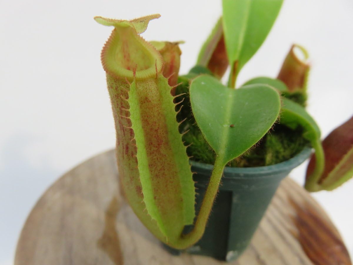 食虫植物N. edwardsiana Ranau Nepenthes edwardsiana | Tom's Carnivores
