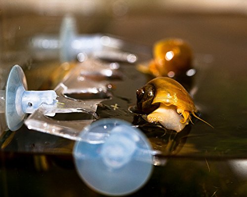 Garnelio Schneckenbalkon - Eingewöhnungs Set für Schnecken I einfach...