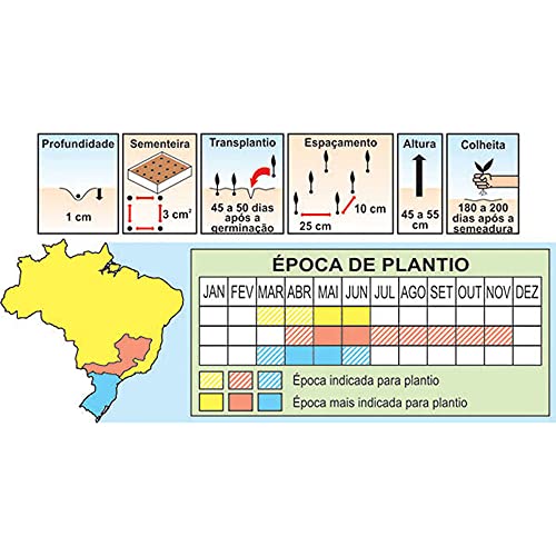 Sementes de Cebola Crioula Pcte C/ 250 Gramas