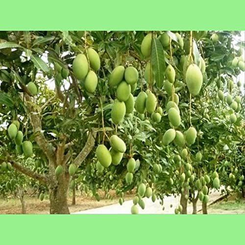 Image of all time chok anan mango live plant grafted