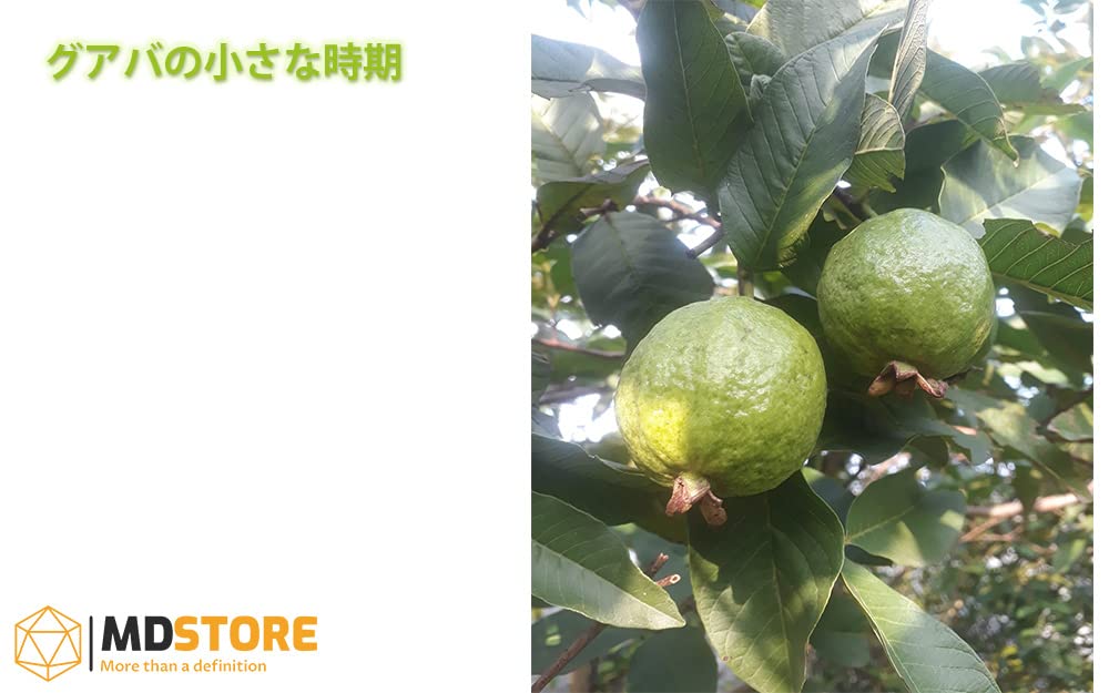 Amazon.co.jp: MDSTORE 沖縄グリーングアバ・Okinawa green guava・Ổi