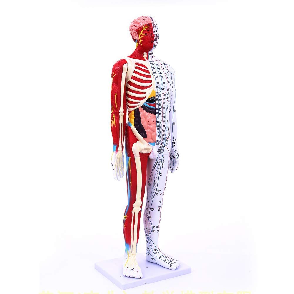 85 cm Model do akupunktury - Anatomiczny model szkieletu mięśni człowieka - Model męski z punktami akupunkturowymi - do nauki meridianów i punktów akupunkturowych