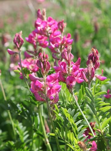 1800 Pink Saifoin Seeds 28 Grams Non GMO Heirloom Pink Wild Flower USA Harvested pollinator bee Butterfly Pink Cosmo Bulk
