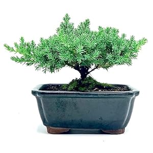 Live Dwarf Juniper Bonsai Tree | Indoor/Outdoor | 100% Handcrafted| Home and Office Décor | Best Gift for Holiday | Good for Beginner Live Dwarf Juniper Bonsai Tree IndoorOutdoor 100 Handcrafted Home and Office Decor Best Gift for Holiday Good for Beginner