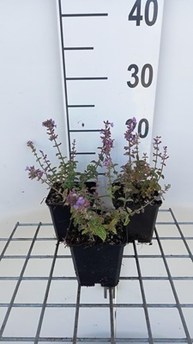 6x Herbe à chat - Nepeta hybr. 'Cat's Pajama' | 9x9 cm pot