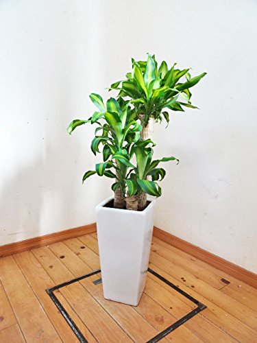 Amazon.co.jp: ドラセナ・マッサンゲアナ（幸福の木）／115cm