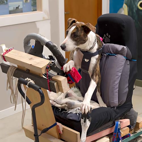 Page de couverture de Teaching Dogs To Drive Cars