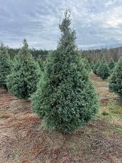 Carolina Sapphire Cypress 15 Gallon