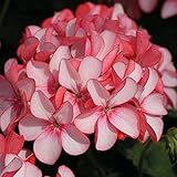 Geranium Maverick Appleblossom Pelargonium Flower Pink Rare 15 Seeds
