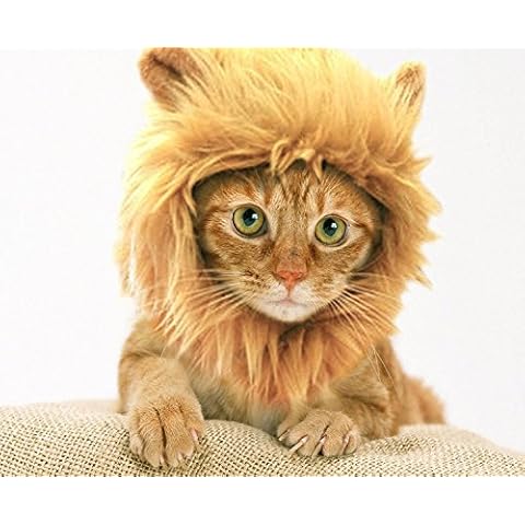 Prymal Lion King Cat Costume. This Pet Costume Turns Your Cat/Dog Into a Ferocious Lion King! Cover