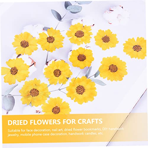 Flores Margaritas Secas COHEALI 24pcs para Manualidades miniatura 5