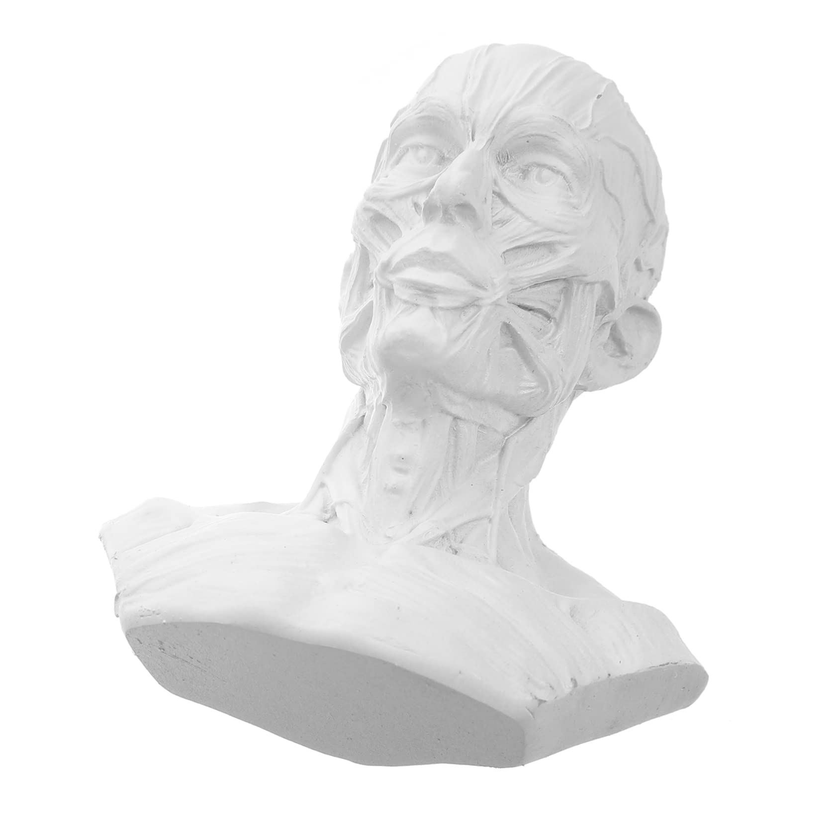 Cabilock 4 Piezas Bosquejo Estatua Modelo Óseo De Los Músculos De La Cabeza Estatuilla del Músculo De La Cabeza del Cráneo Modelo Humano Estatua del Músculo De La Cabeza del Cráneo Resina