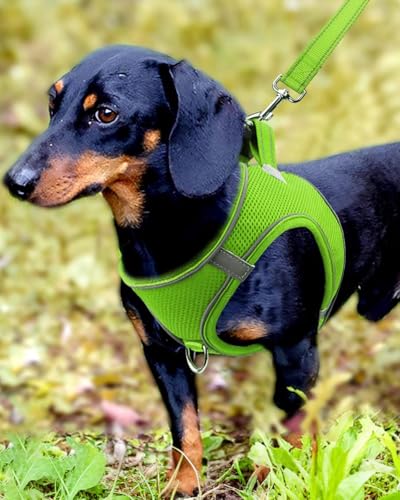Joytale Hundegeschirr, Reflektierend Weich Gepolstert Hunde Geschirr, Air-Mesh Atmungsaktiv Brustgeschirr für Kleine Mittelgroße Hunde, M, Grün