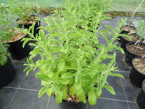Image of Live Stevia Plant With Green leafs, Natural Sugar Free Alternative Herb,Sweet Tulsi Medicinal plant (pack of 1 with pot) Zp 1