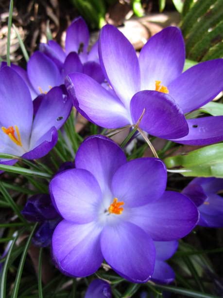 Image of IMP. Saffron | Crocus Excellent Quality Flower Bulbs for Attractive Aromatic Flowers Home Outdoor Gardening Plants Flowering Bulbs (pack of 12, Tommasinianus)