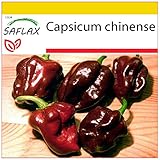 SAFLAX - Set de cultivo - Chile habanero chocolate - 10 semillas - Con mini-invernadero, sustrato de cultivo y 2 maceteros - Capsicum chinense