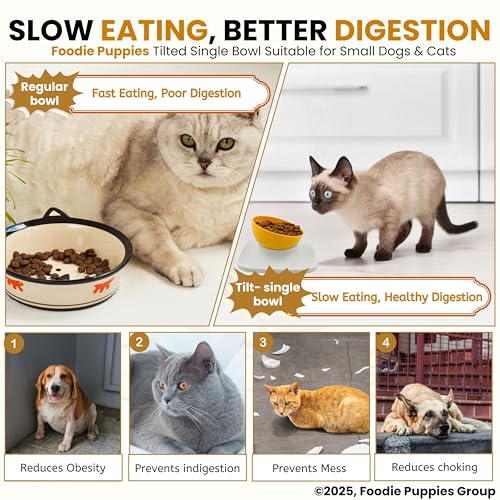 Image of Foodie Puppies Cat Food Bowl with Stand - (Orange, 500ml) Tilted Bowl Food and Water Drinking Feeder Bowl with Non-Skid Base and Easy-to-Clean Design | Suitable for Cats, Puppies and Small Dogs