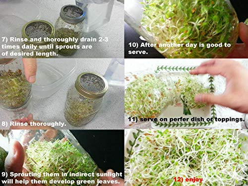Seeds Package: 5G 2500 Seed Only, No Lid : Usda Organic Sprouting Seed With Micro Green Lid For Mason Jar 1G-1/2Lb