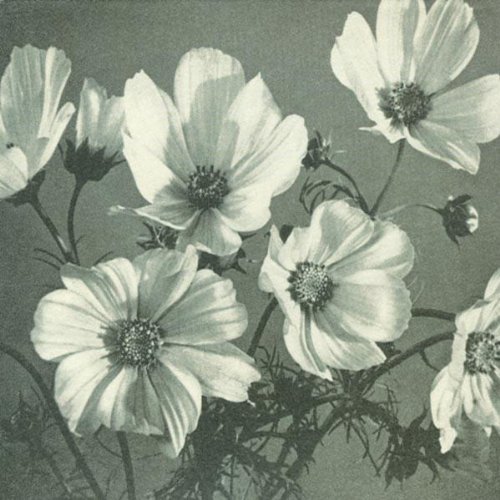 Arches & Aisles by SPINANES (1998-06-23)