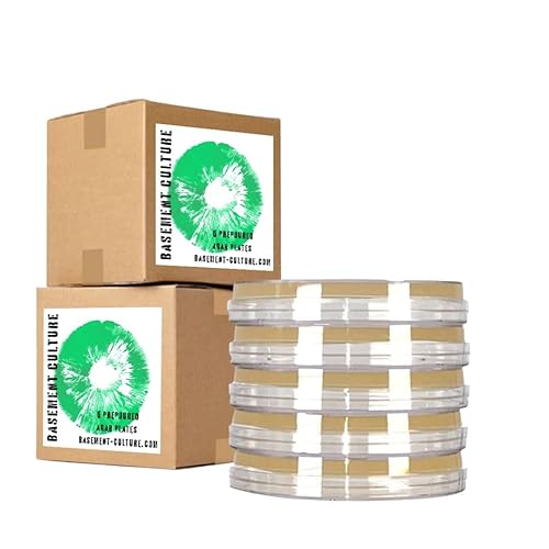 Platos de agar de extracto de malta ligera con peptona paquete de 5 platos de petri esterilizados con agar previamente vertido para el crecimiento