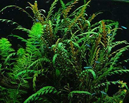 Hygrophila Pinnatifida Bunch Live Aquarium Plant Freshwater - Buy 2 Get 1 #TOP2