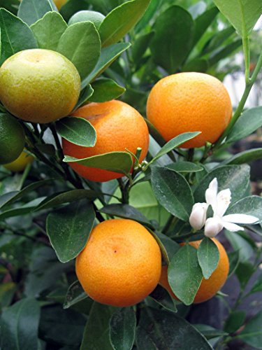 Panama Orange Tree - Calamondin - 4" X 12" Grower Pot- No Ship To Ca,Fl,Tx, Az #TOP2