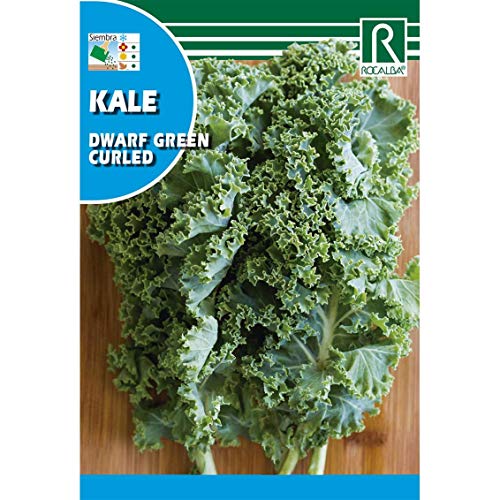 Semillas de Kale dwarf green curled
