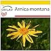 Produktbild SAFLAX - Anzucht Set - Heilpflanzen - Echte Arnica - 40 Samen - Mit Mini-Gewächshaus, Anzuchtsubstrat und 2 Töpfen - Arnica montana