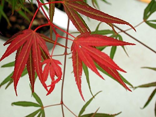 Miniatura 4 de Beni Ubi Gohon Arce Japonés Planta de 1 año