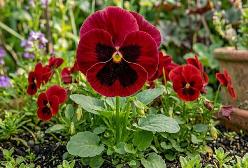Pansy Viola Swiss Giant Seeds for Planting, Choose Your Color,