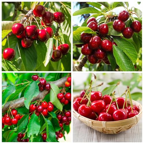 20+ Seed Cherry Tree Fruit Tree Seed for Planting Outdoor-Non-GMO Heirloom Sweet Juicy Fruits Plant in Your Home Garden