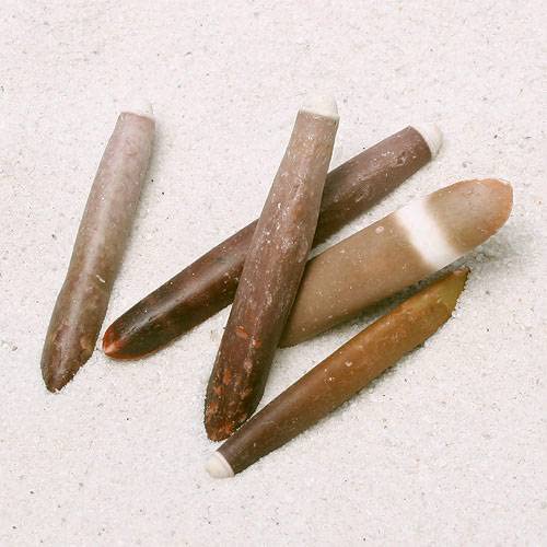 超希少 ‼️ パイプウニ ウニ 貝殻 標本 置物 インテリア 超希少 ‼️ パイプウニ ウニ 貝殻 標本 置物 インテリア