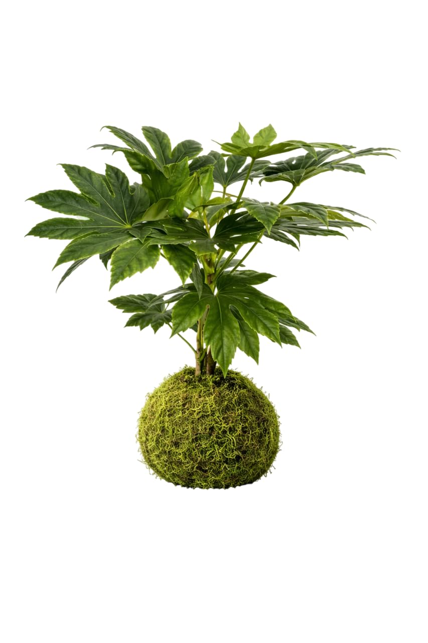 DECOALIVE Kokedama Aralia Japonica fácil de cuidar, planta viva de interior en bola de musgo natural, kokedama artesanal para principiantes, decoración natural sin maceta, riego por