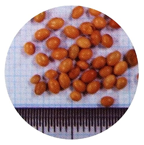Amazon.co.jp: 種 10kg クリムソンクローバ くれない 緑肥 景観作物 