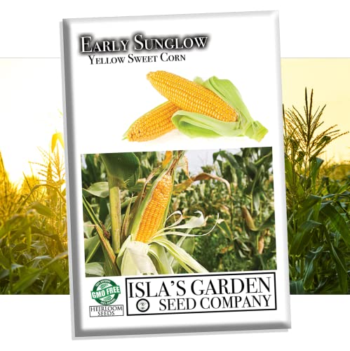 Early Sunglow Sweet Yellow Corn Seeds for Planting, 50+...