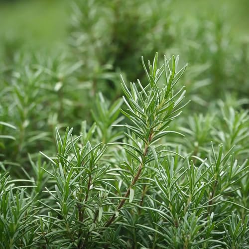 semi di rosmarino biologico, tappezzanti per il giardino decorazione del soggiorno, perenni resistenti 300pcs