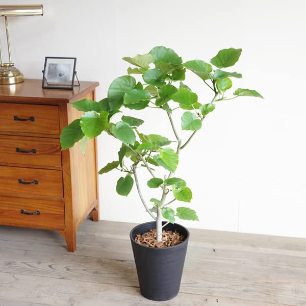 Amazon｜フィカス ウンベラータ ゴムの木 8号 ブラックセラアート鉢