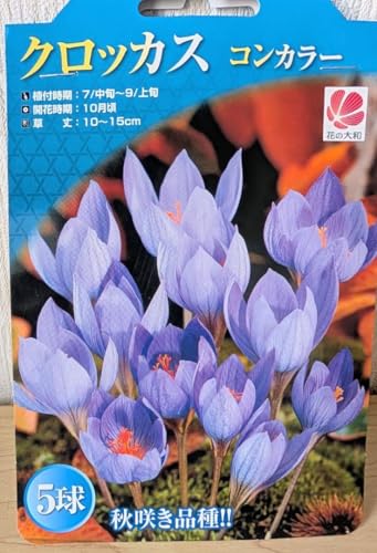 クロッカス コンカラー 5球入りのサムネイル