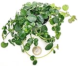 Zoom IMG-1 powers to flowers pilea depressa Zoom IMG-1 powers to flowers pilea depressa