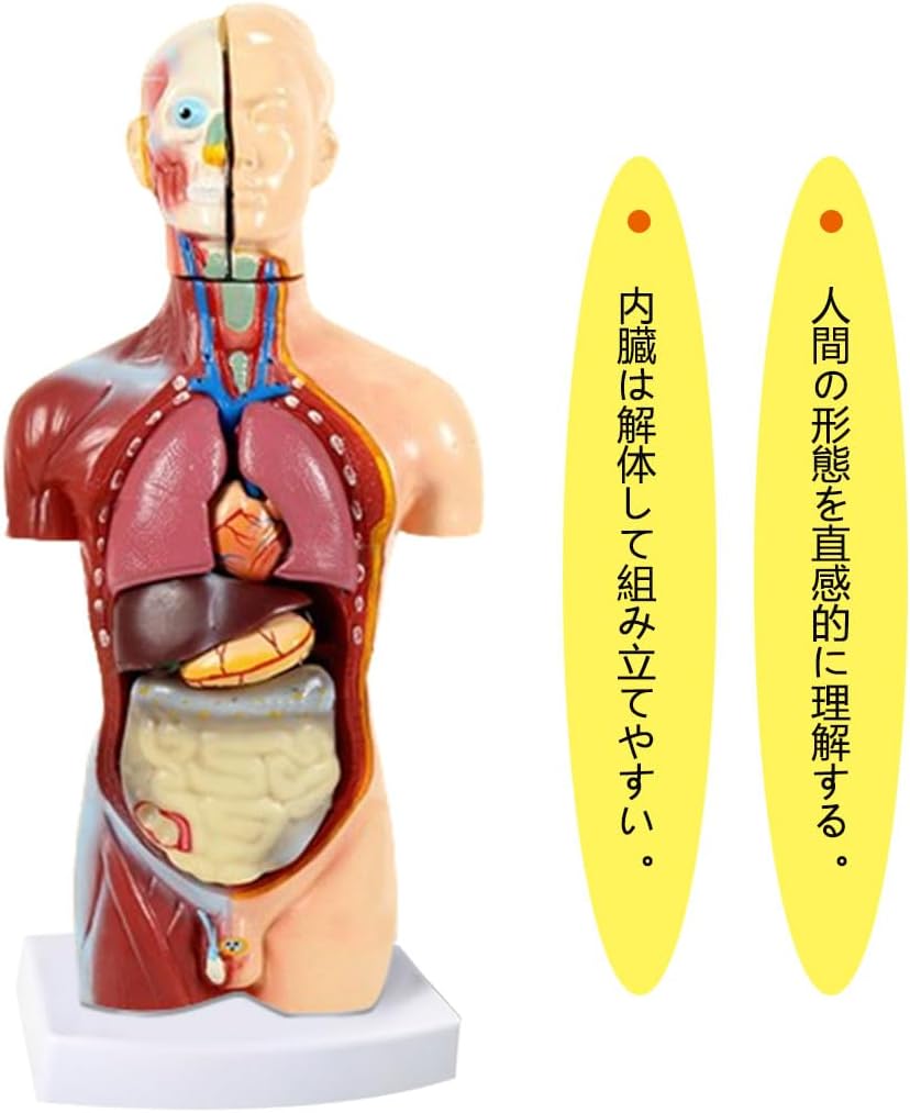 人体模型 [全12パーツ（台座を含む） 45㎝] ユニセックスモデル 人体解剖図