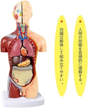 51ESM83fgdL._AC_UF350,