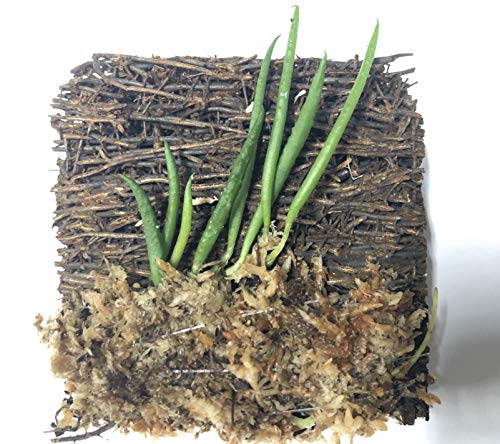 Miniature Tree Fern Mounted Orchid (Miniature Orchid: Dendrobium Cucumerinum) #TOP2