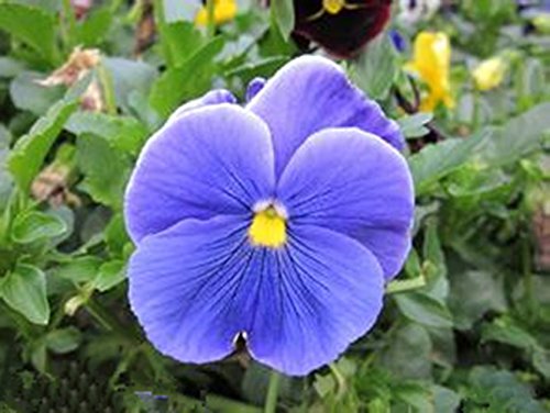 Pensamiento Blue- 500 semillas