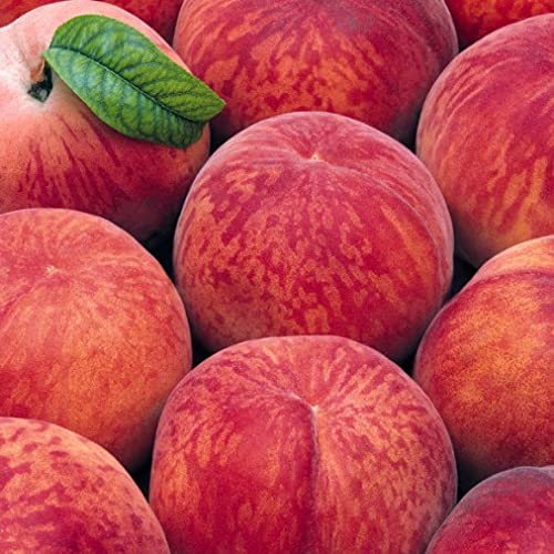 Pesco Michelini (Prunus Persica) - Pianta Albero Di Da Frutta Frutto Foto Reali